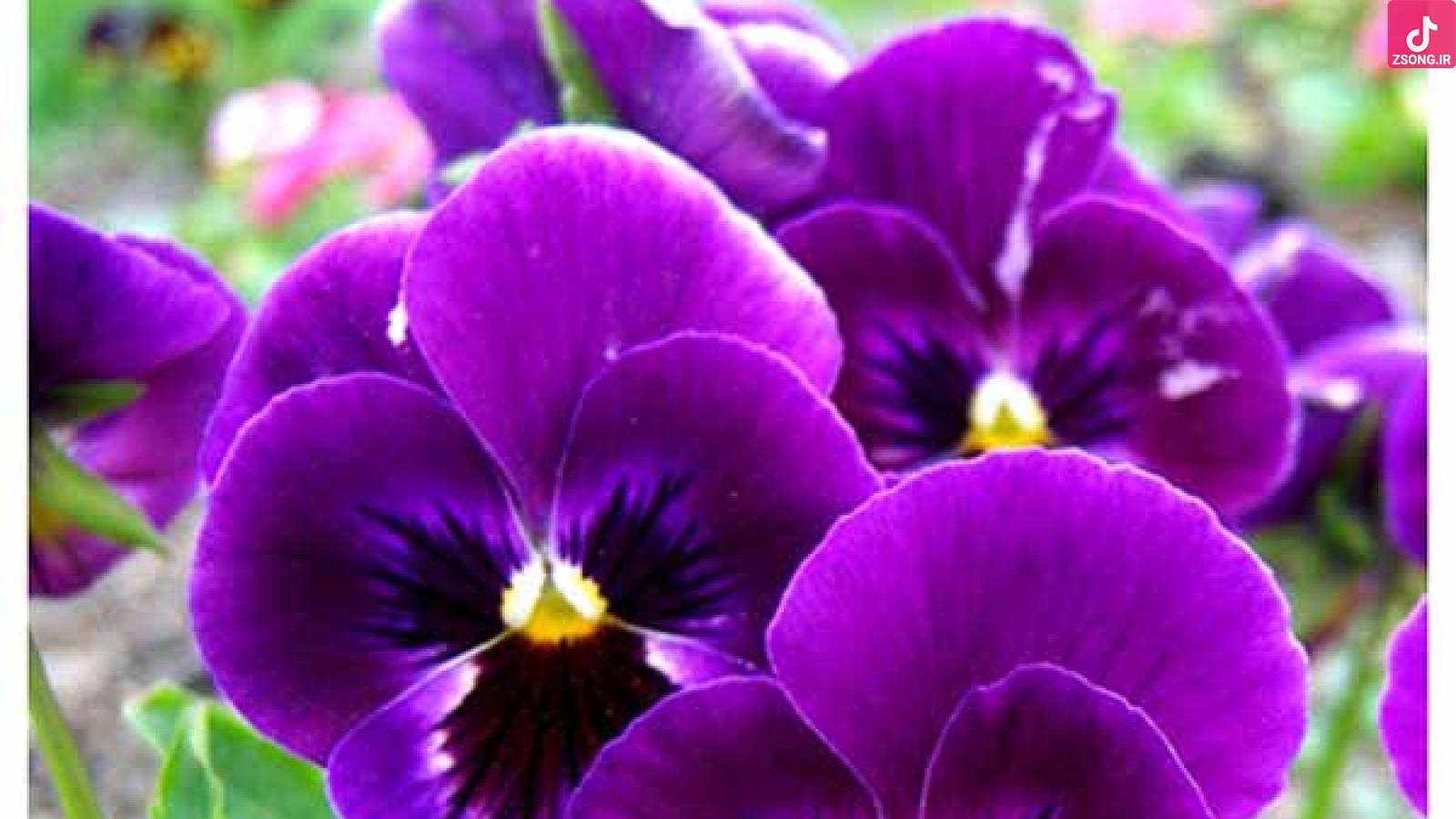 دانلود آهنگ مهستی بنفشه دریا کنار اومد بنفشه به جویبار اومد