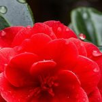 دانلود آهنگ مرجان سکه ماه / وقتی تو نیستی تو خونه یه غم نه صد غم چیزی نیست