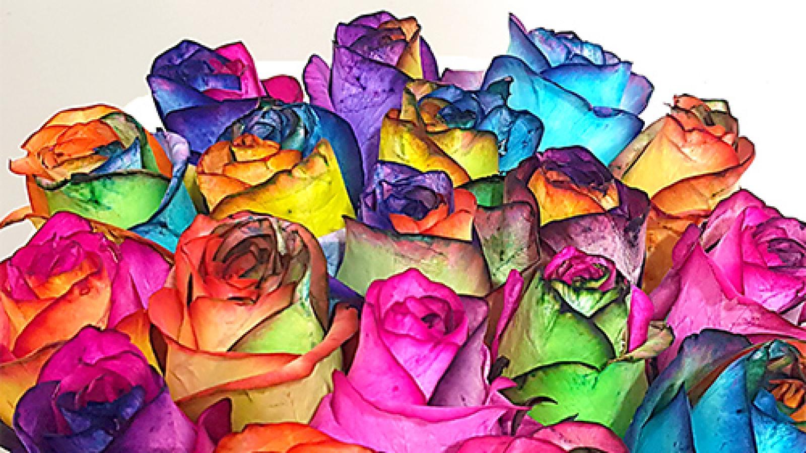 دانلود آهنگ پوران دستی نگیرد دست من / من ناتوان افتاده ام دین و دل از کف داده ام