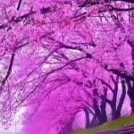 دانلود آهنگ سیمین غانم نغمه های جوانی