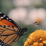 دانلود آهنگ سوگند دشت پروانه ها / وقتی برگشتی با من از فردا بگو