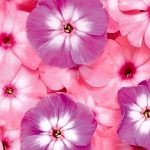 دانلود آهنگ سوسن خوش به حال مستان / خوش به حاله دیونه که همیشه خندونه