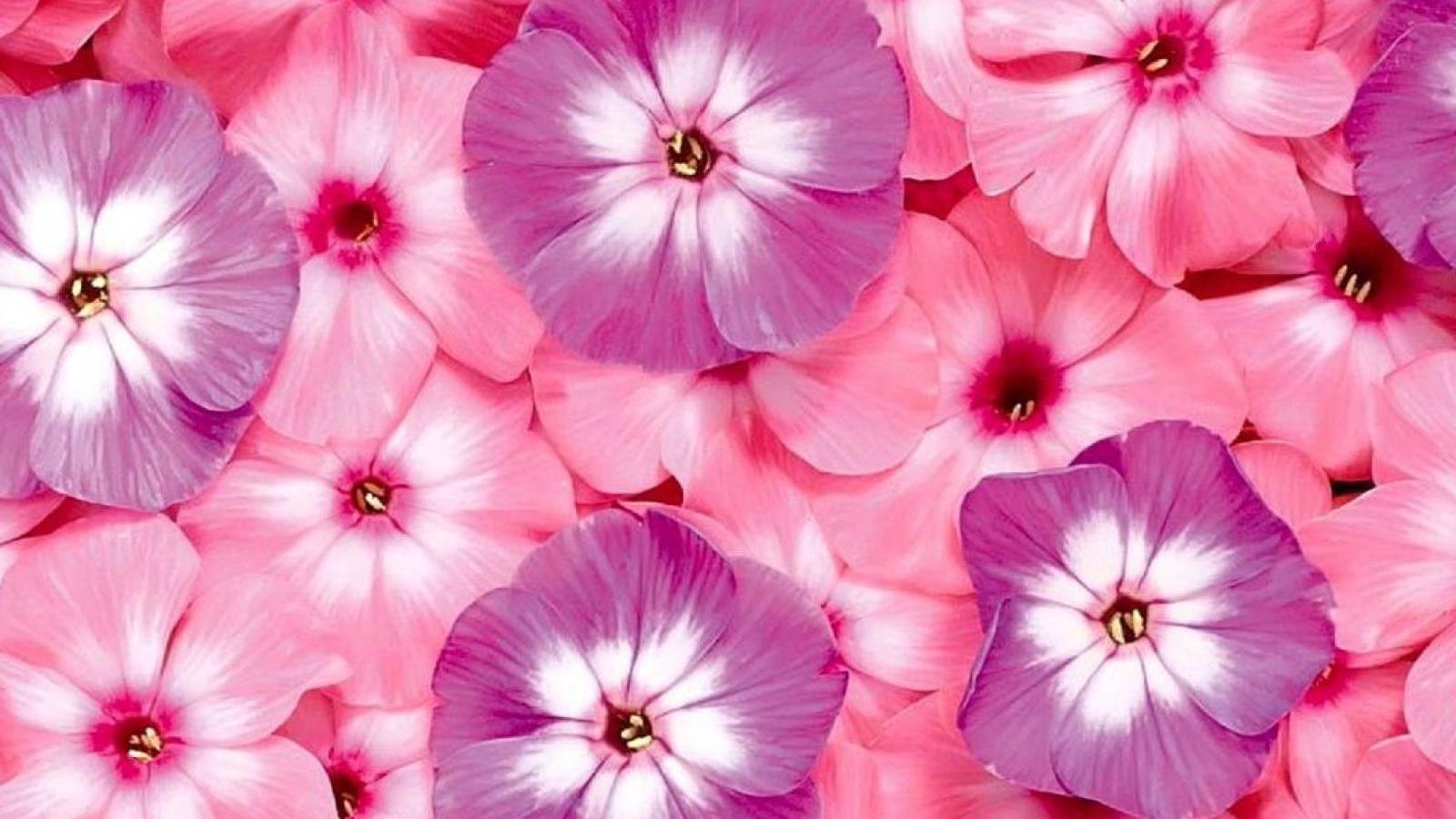 دانلود آهنگ سوسن خوش به حال مستان / خوش به حاله دیونه که همیشه خندونه