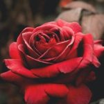 دانلود آهنگ دلکش آمدم که سر آید انتظار تو