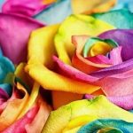 دانلود آهنگ دلکش گمراه / لاله چون سوخت از غم وخنده دل ما خون دل خوردن باشد عادت ما