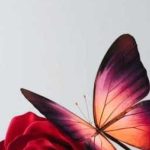 دانلود آهنگ هایده و فاطمه مهلبان دلخواه جان (هوش مصنوعی)