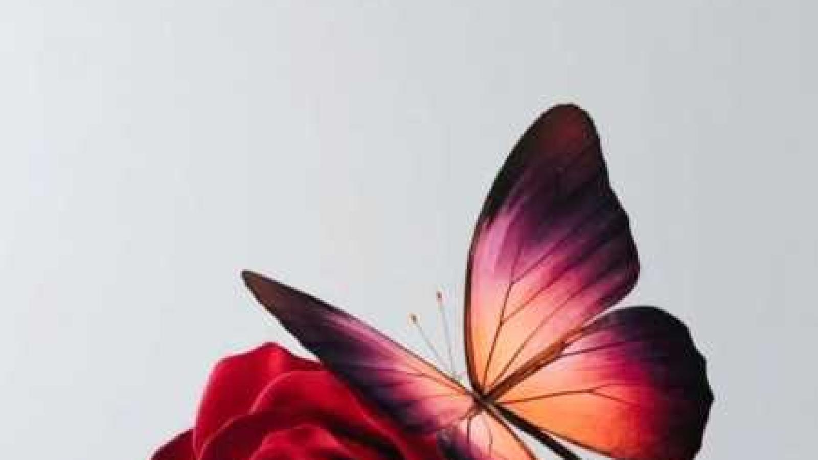 دانلود آهنگ هایده و فاطمه مهلبان دلخواه جان (هوش مصنوعی)