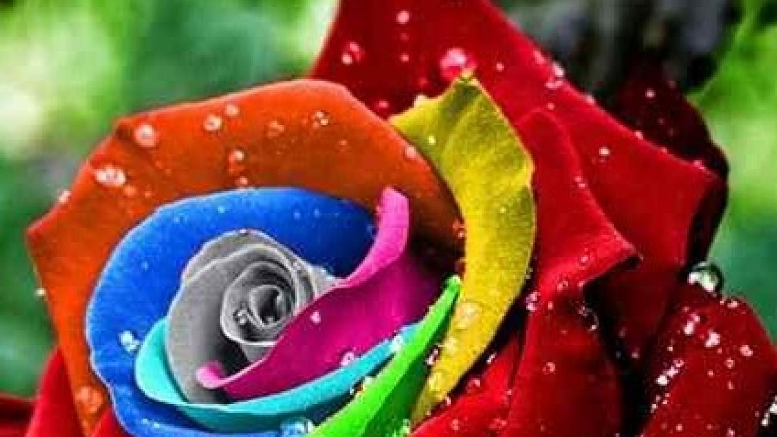 دانلود آهنگ گوگوش باور کن صدام و باور کن صدایی که تلخ و خسته است