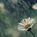 دانلود آهنگ مهستی تقصیر توست اگه مثل ديوونه هام