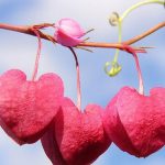 دانلود آهنگ هایده حرف تازه / من از لب تو منتظر یه حرف تازه ام تا قشنگترین قصه عالم رو بسازم