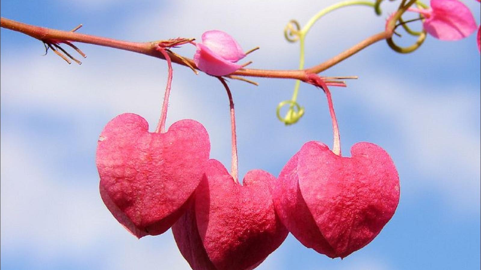 دانلود آهنگ هایده حرف تازه / من از لب تو منتظر یه حرف تازه ام تا قشنگترین قصه عالم رو بسازم