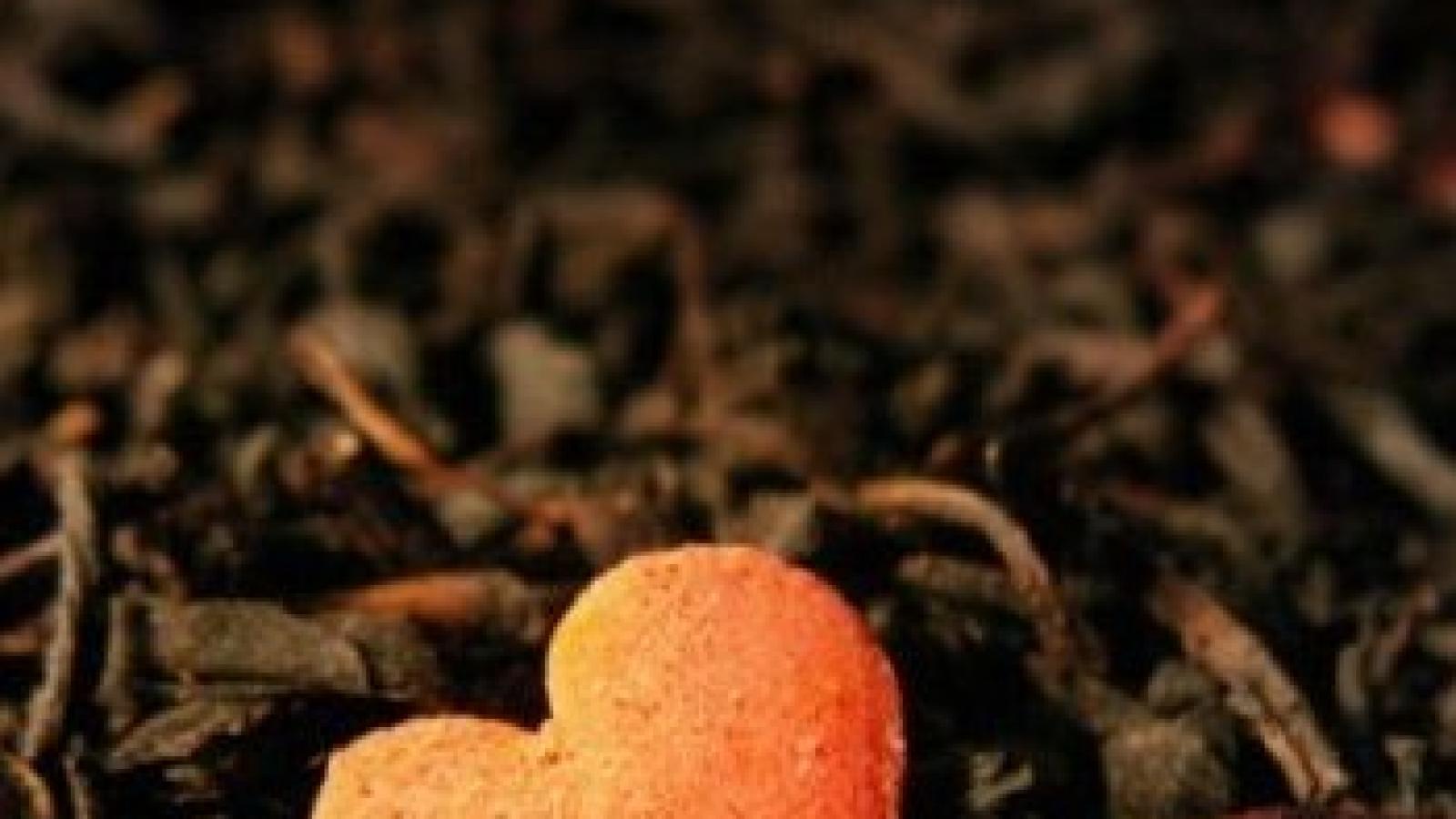 دانلود آهنگ الهه رفته / بعد تو نیامد چه ها که بر سر من