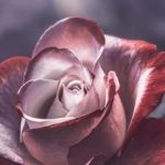 دانلود آهنگ گوگوش کویر / من کویرم ای خدا