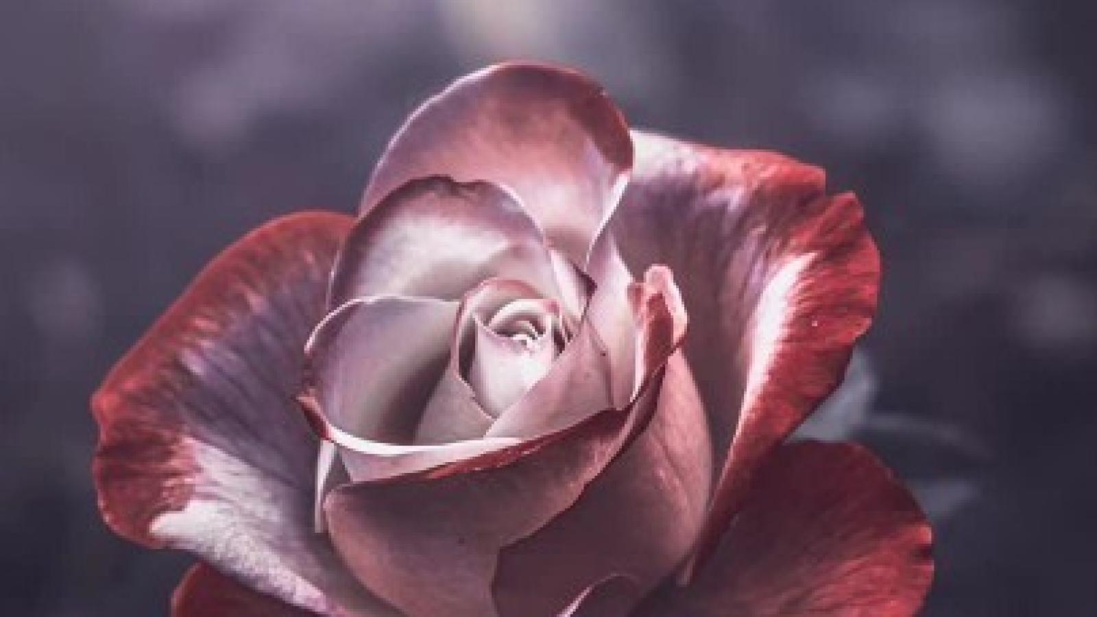 دانلود آهنگ گوگوش کویر / من کویرم ای خدا