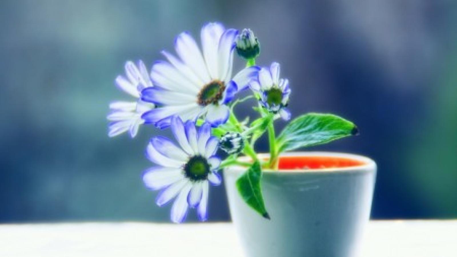 دانلود آهنگ هایده به یارم بگید / آشفته در خانه خانه ی ویرانه ...