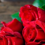 دانلود آهنگ هایده نوروز آمد پیروز آمد بهاران پیدا شد