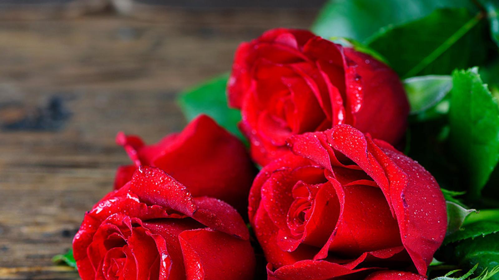 دانلود آهنگ هایده نوروز آمد پیروز آمد بهاران پیدا شد