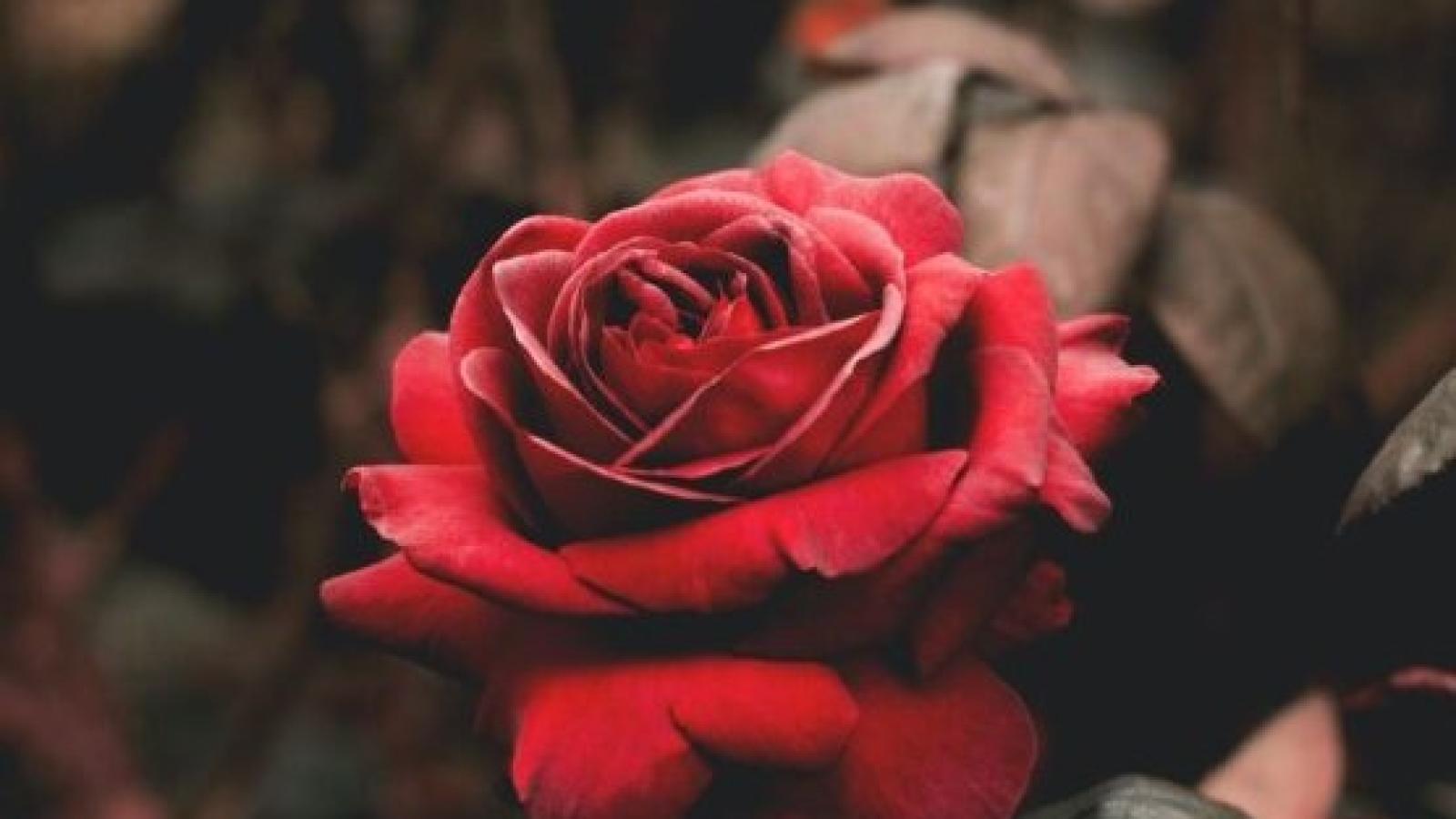 دانلود آهنگ هلن هوا دونفرست امشب