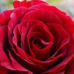 دانلود آهنگ هنگامه دعا / امشب می خوام تا خود صبح فقط برات دعا کنم