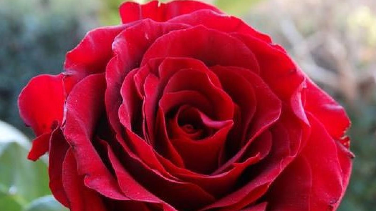 دانلود آهنگ هنگامه دعا / امشب می خوام تا خود صبح فقط برات دعا کنم