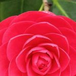 دانلود آهنگ مرجان معبود / با تو مرا عاشقي و لحظه ي شيرين