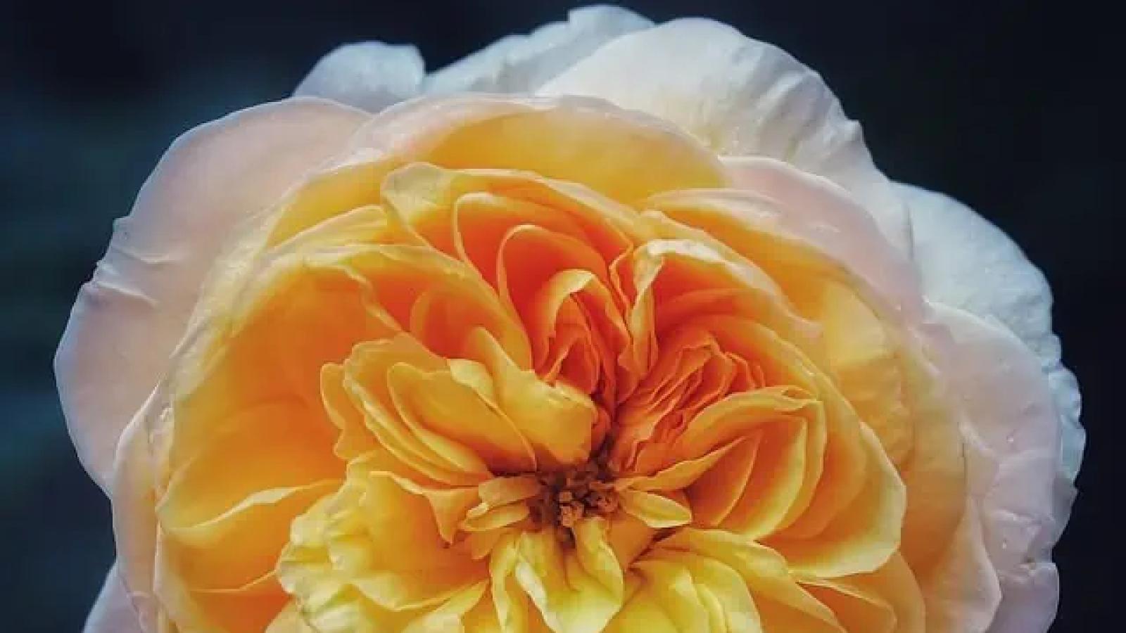 دانلود آهنگ مرجان پرنده تنها / اون جایی که غم فردا نباشه واسه این دل تنها نباشه