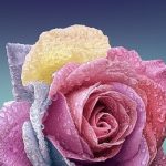 دانلود آهنگ مرضیه افسانه / ناله بر دل شکستم تا نگویی که مستم