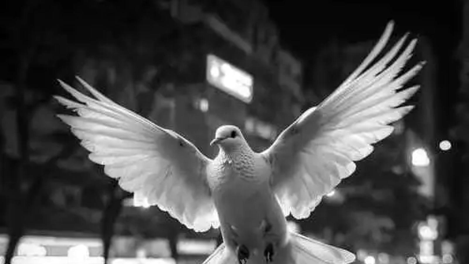 دانلود آهنگ پوری بالام