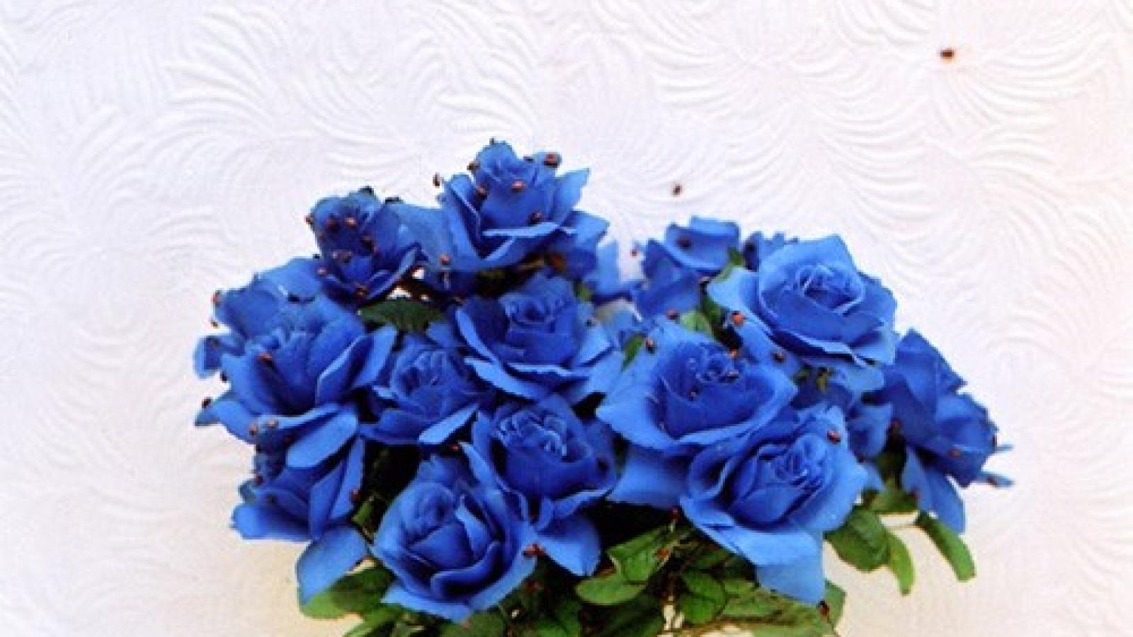 دانلود آهنگ دلکش ساقی امشب ما را دیوانه کردی ما را بی خود از یک پیمانه کردی