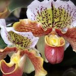 دانلود آهنگ پا قدم / تو رفتی ولی فکر تو تو سر من موند