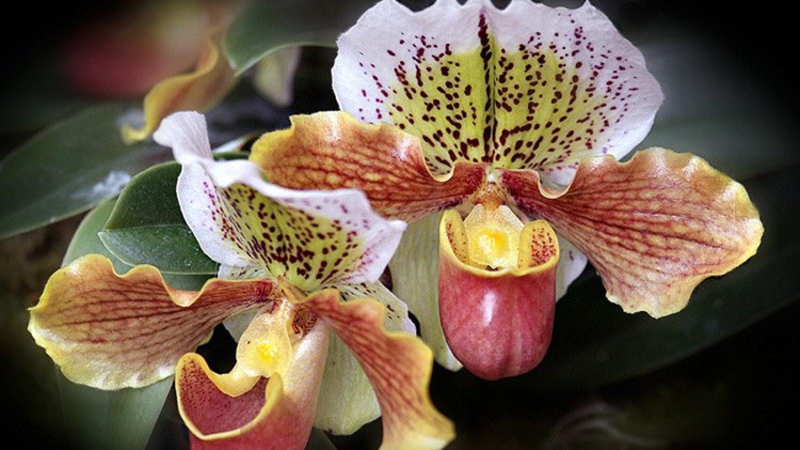 دانلود آهنگ پا قدم / تو رفتی ولی فکر تو تو سر من موند