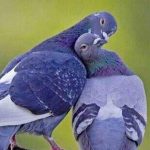 دانلود آهنگ هایده نگو نمیام امید پر دادن دیگه سخته برام