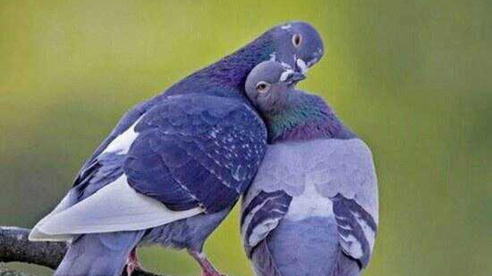 دانلود آهنگ هایده نگو نمیام امید پر دادن دیگه سخته برام