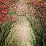 دانلود آهنگ حمیرا جاده / تو جاده عشق تو افتاده دلم