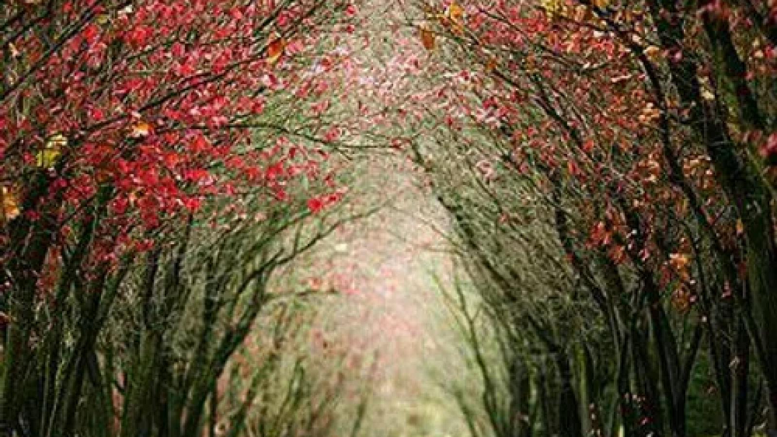 دانلود آهنگ حمیرا جاده / تو جاده عشق تو افتاده دلم