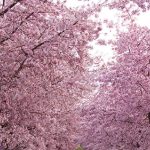 دانلود آهنگ حمیرا بهار نو رسیده / ای بهار نو رسیده سبزه های نو دمیده