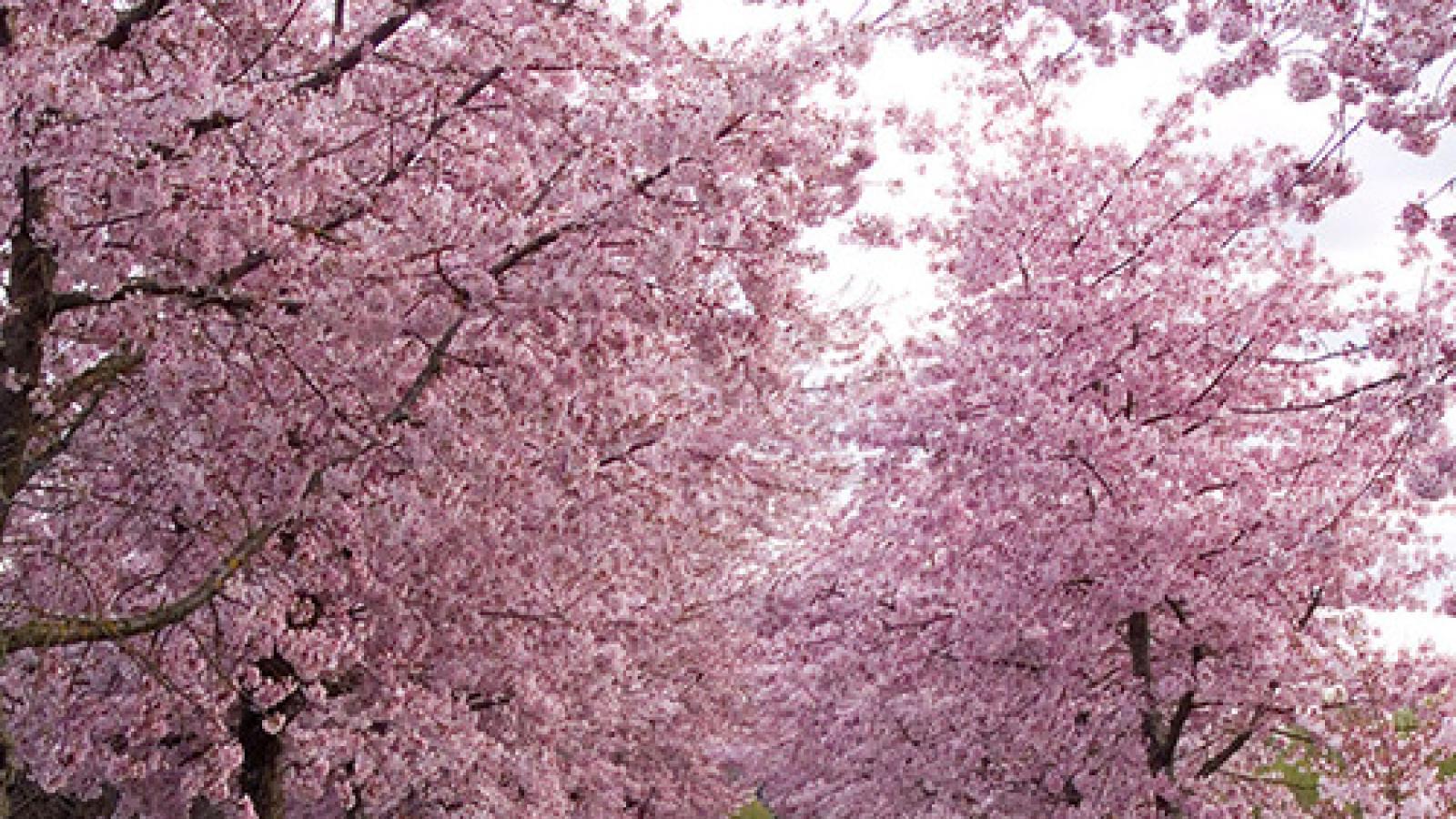 دانلود آهنگ حمیرا بهار نو رسیده / ای بهار نو رسیده سبزه های نو دمیده