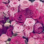 دانلود آهنگ مرجان جفت سلیمان / بگو ای مرد به خانه برکت ده به تن قافله شوق حرکت ده