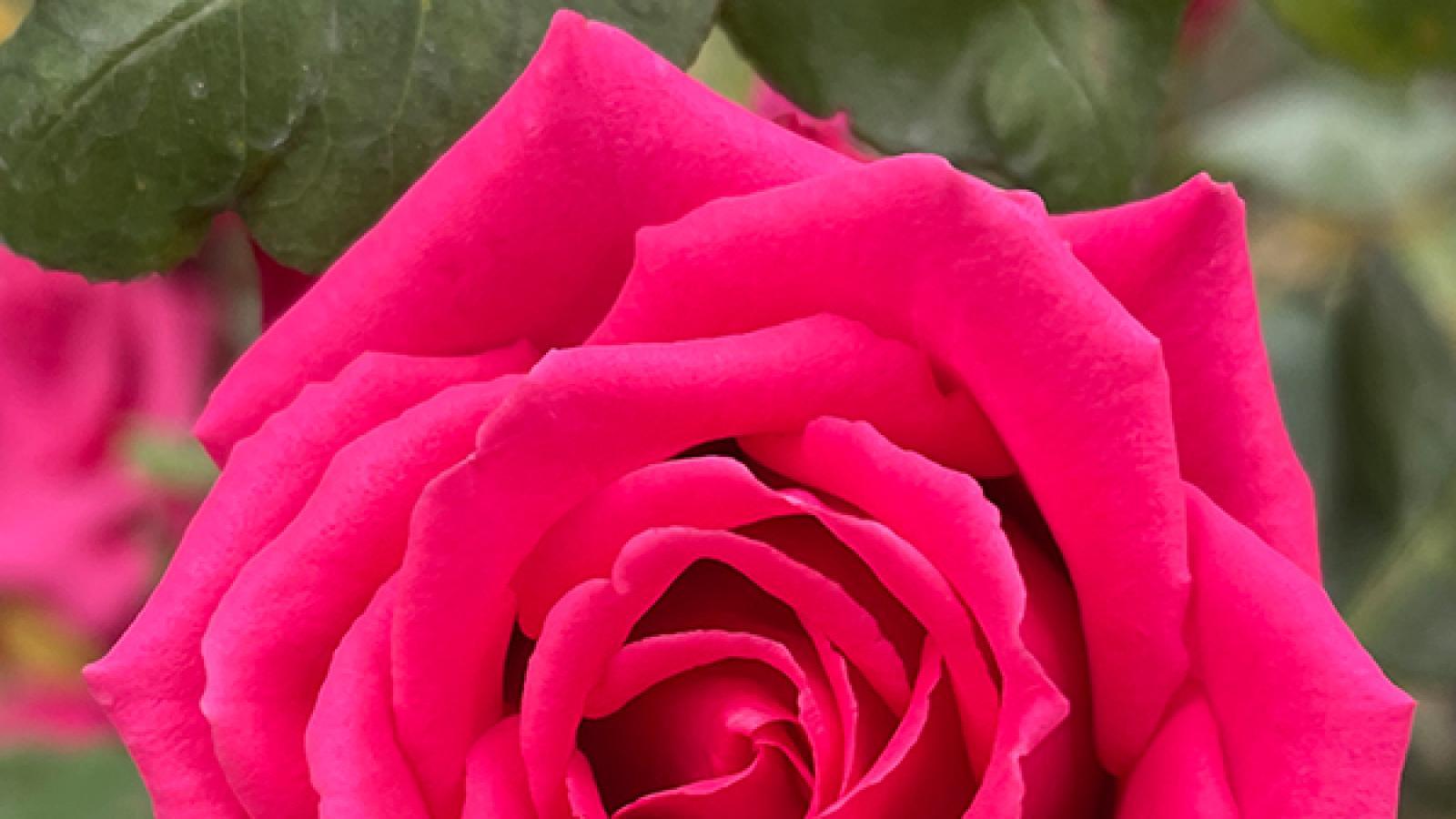 دانلود آهنگ نیکیتا به به