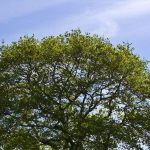 دانلود آهنگ شکیلا تک درخت / خشک و بی بارم پس ثمرم کو آن شــادابی آن بـرگ و بــرم کو