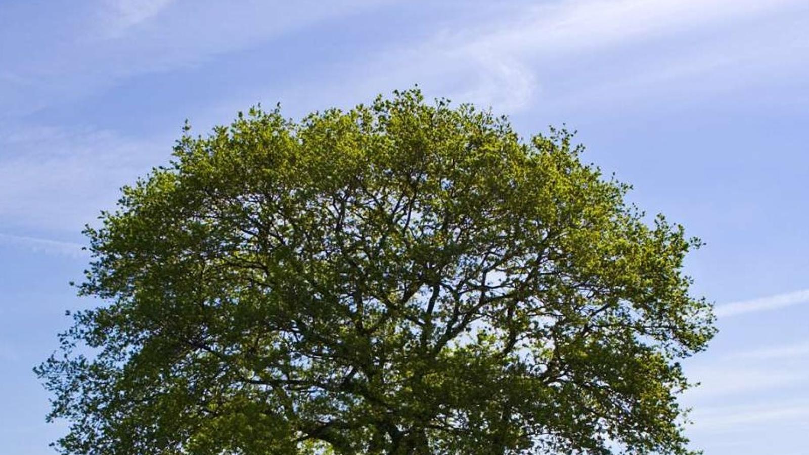 دانلود آهنگ شکیلا تک درخت / خشک و بی بارم پس ثمرم کو آن شــادابی آن بـرگ و بــرم کو