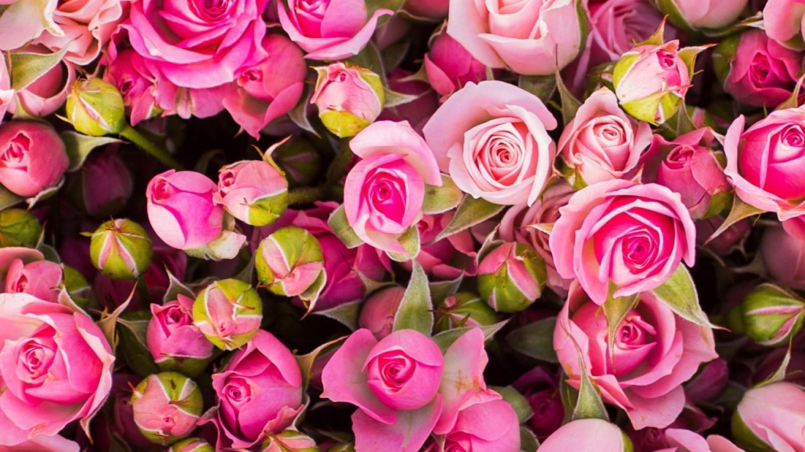 دانلود آهنگ شهره اصرار می کنی نرو اصرار می کنی بمون لبخند می زنی به من گم می شه بغضمون