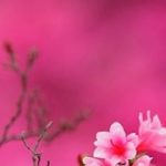 دانلود آهنگ دلکش آمد نو بهار / ای گل در چمن بیا با من پُر کن از گل چمن دامن