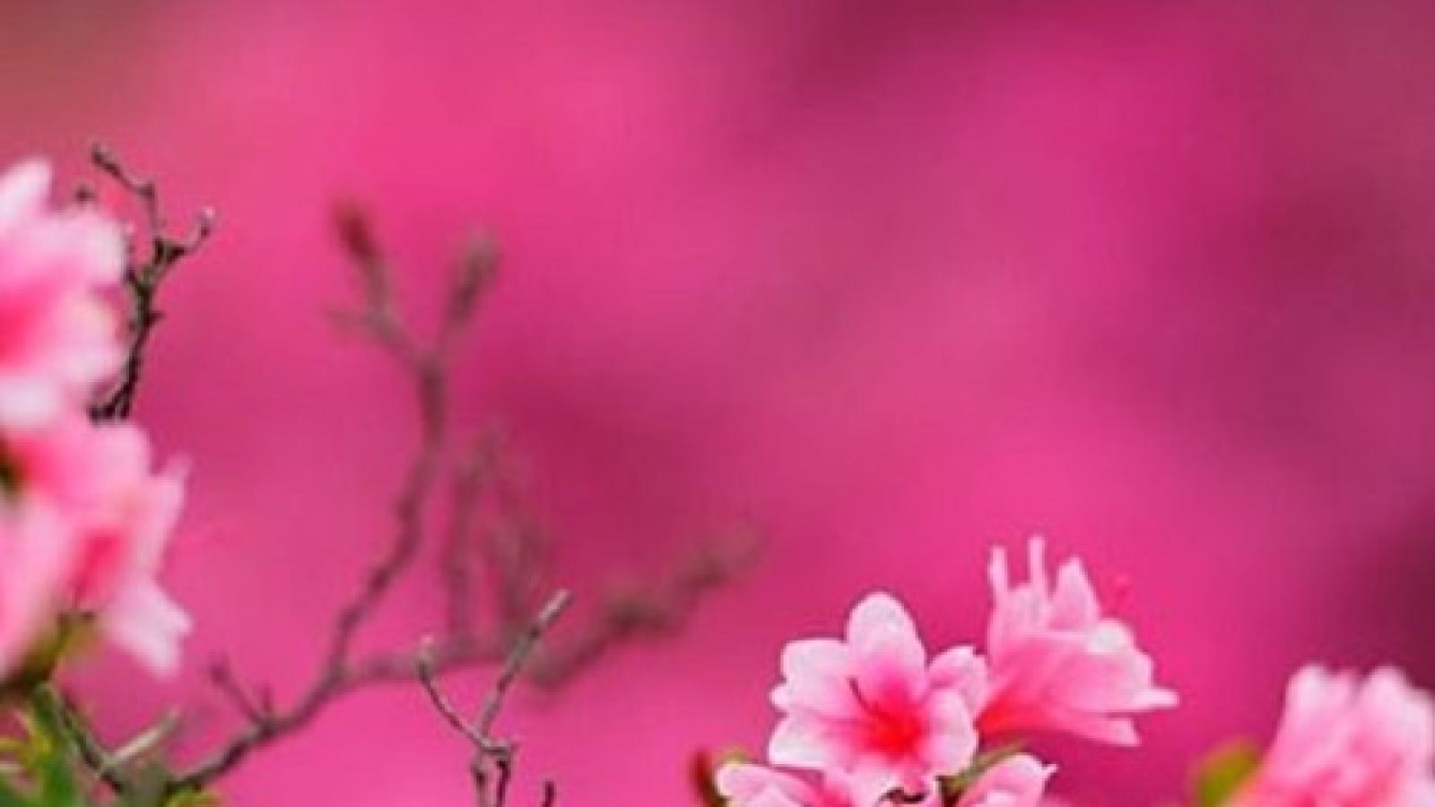 دانلود آهنگ دلکش آمد نو بهار / ای گل در چمن بیا با من پُر کن از گل چمن دامن