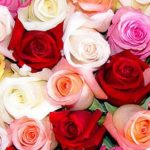 دانلود آهنگ دلکش گردباد / در این جهان که را بجویم؟ غم نهان که را بگویم؟ غبار دل کجا بشویم؟