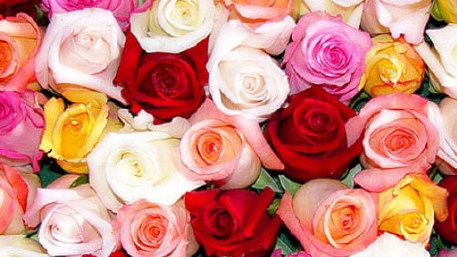 دانلود آهنگ دلکش گردباد / در این جهان که را بجویم؟ غم نهان که را بگویم؟ غبار دل کجا بشویم؟