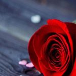 دانلود آهنگ مهستی گل همراه نسیم / چون گل همراهه نسيم مي رقصد دل ببرم