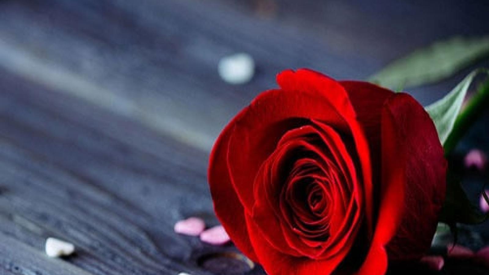 دانلود آهنگ مهستی گل همراه نسیم / چون گل همراهه نسيم مي رقصد دل ببرم