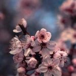 دانلود آهنگ هایده بهار بهار باز اومده دوباره باز تموم دلها چه بیقراره