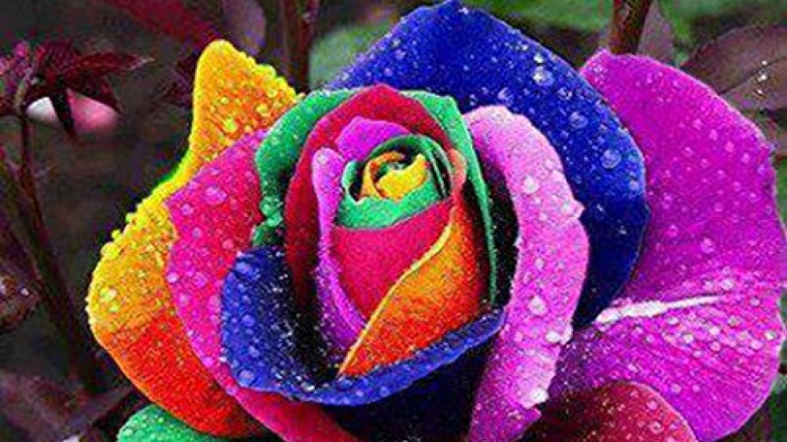 دانلود آهنگ حمیرا مسافر غریب یه راه بی نشونم میخوام برم گم بشم اینجا دیگه نمونم